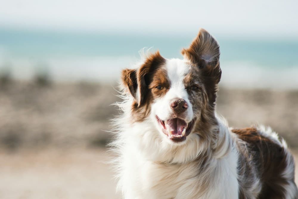 En brun og hvit hund nyter en rolig stund på stranden